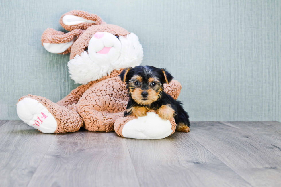 Meet Izzie - our Yorkshire Terrier Puppy Photo 