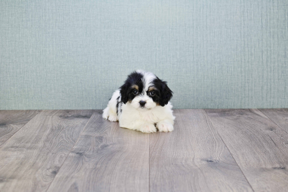 Petite Cavachon Designer Pup