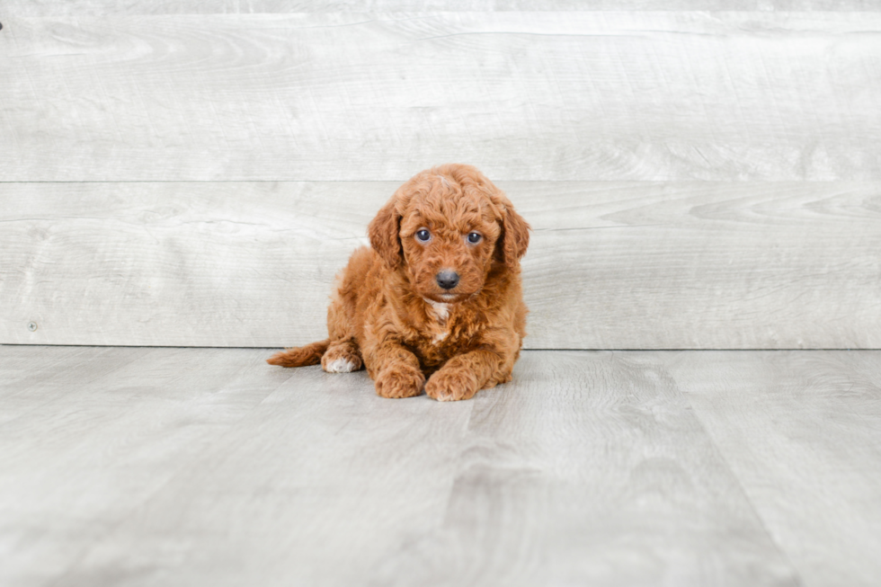 Mini Goldendoodle Puppy for Adoption