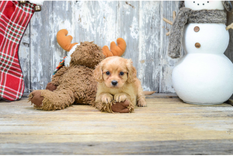 Best Cavapoo Baby