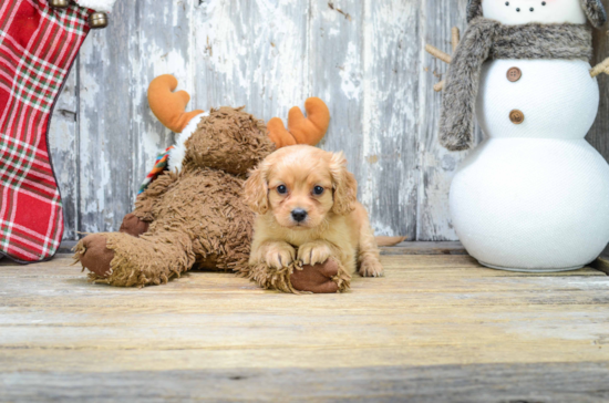 Best Cavapoo Baby