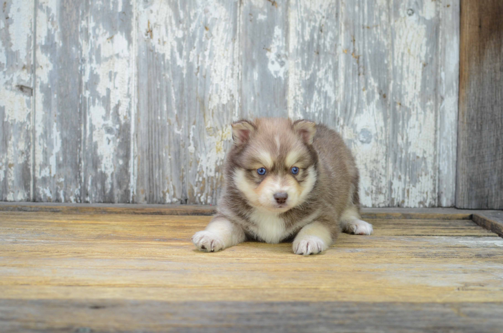 Smart Pomsky Designer Pup