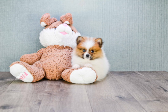 Pomeranian Pup Being Cute