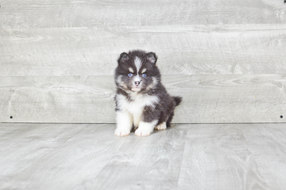 Pomsky Pup Being Cute