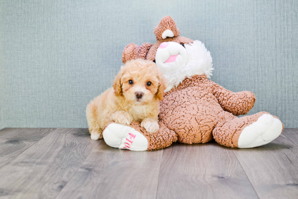 Petite Maltipoo Poodle Mix Pup