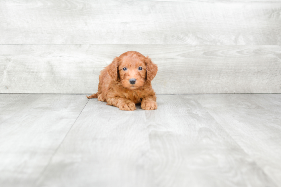 Mini Goldendoodle Puppy for Adoption