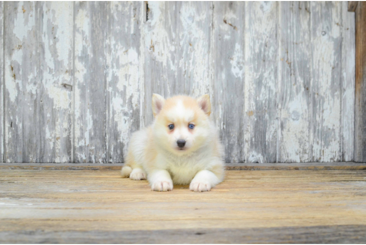 Hypoallergenic Mini Husky Designer Puppy