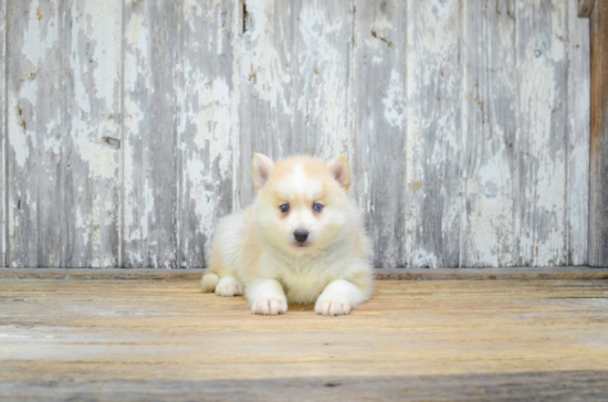 Hypoallergenic Mini Husky Designer Puppy