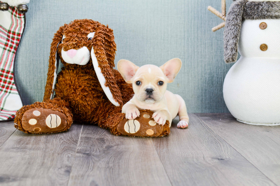 Hypoallergenic French Bulldog Purebred Pup