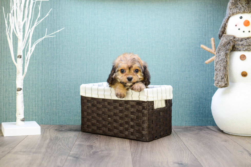 Cavachon Pup Being Cute