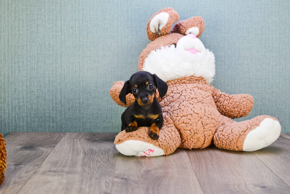 Cute Dachshund Baby