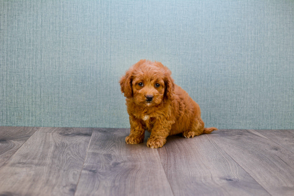 Adorable Golden Retriever Poodle Mix Puppy