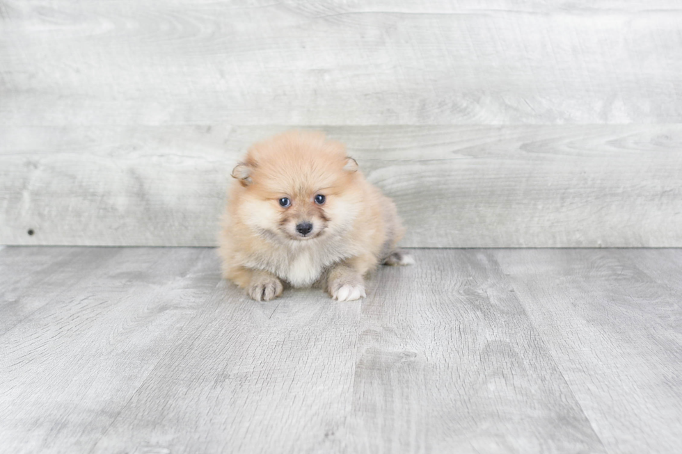 Popular Pomeranian Purebred Pup