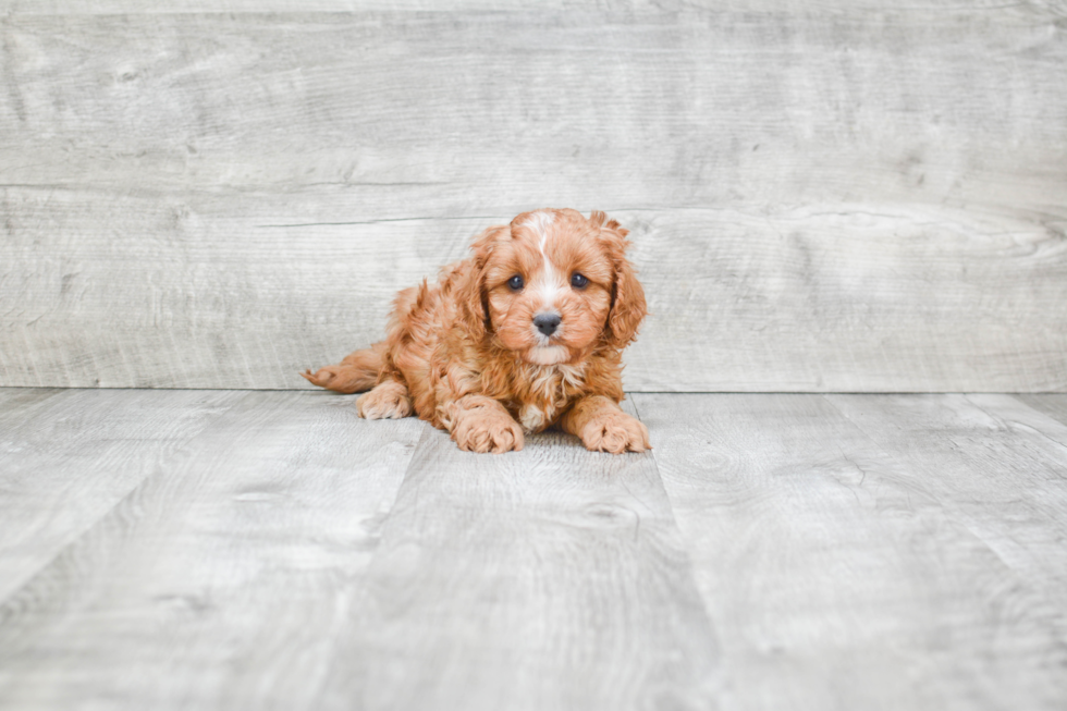 Cavapoo Puppy for Adoption