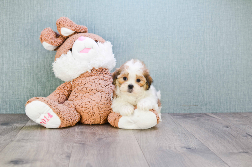 Adorable Shichon Designer Puppy