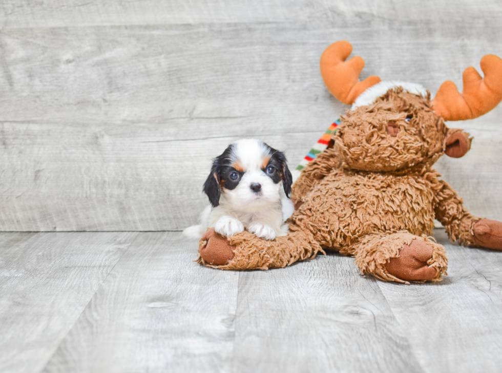 Popular Cavalier King Charles Spaniel Baby