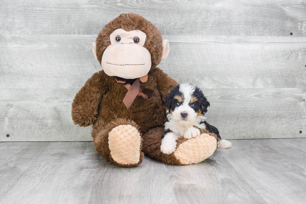 Best Mini Bernedoodle Baby