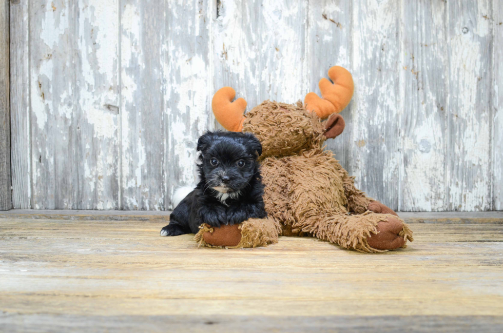 Morkie Puppy for Adoption