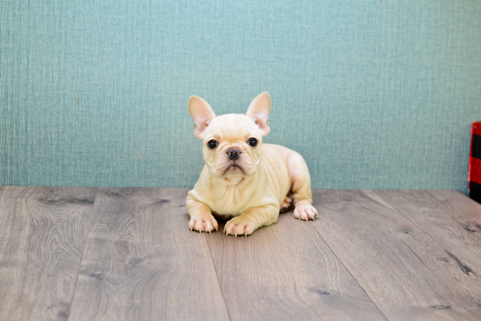 Sweet Frenchie Purebred Puppy