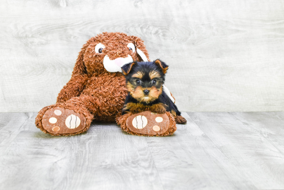 Meet Twinkle - our Yorkshire Terrier Puppy Photo 