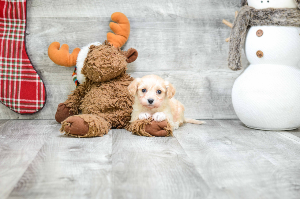 Happy Cavachon Baby