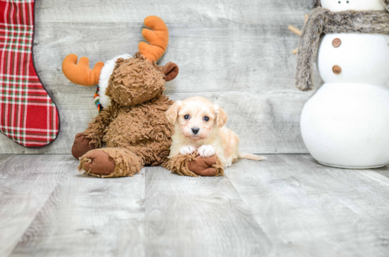 Happy Cavachon Baby