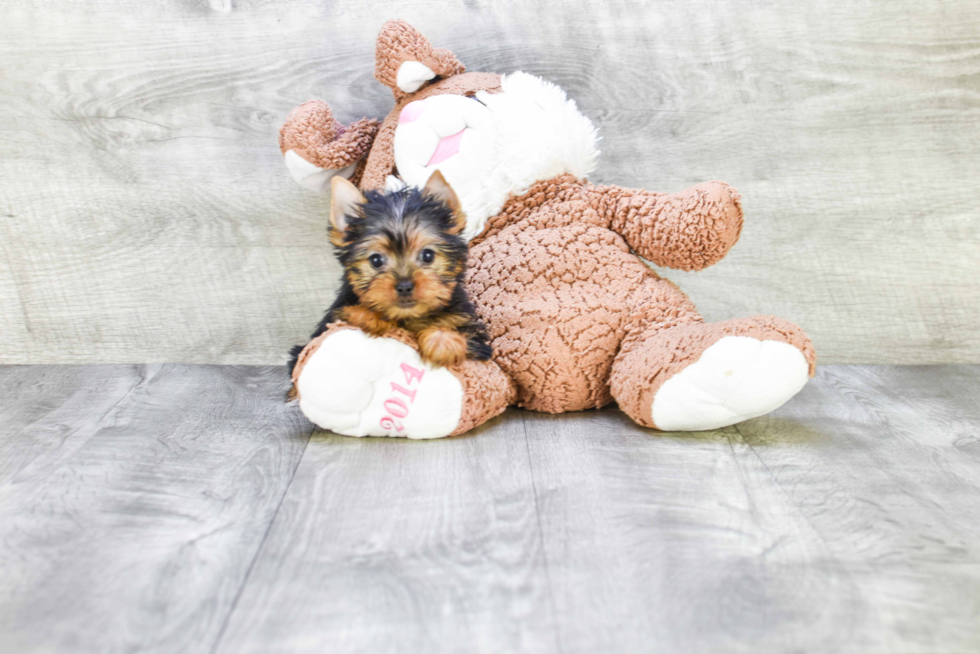 Meet Tinkerbell - our Yorkshire Terrier Puppy Photo 