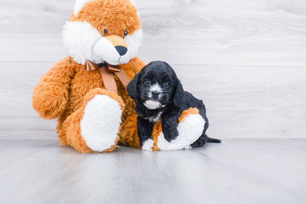 Best Cavapoo Baby