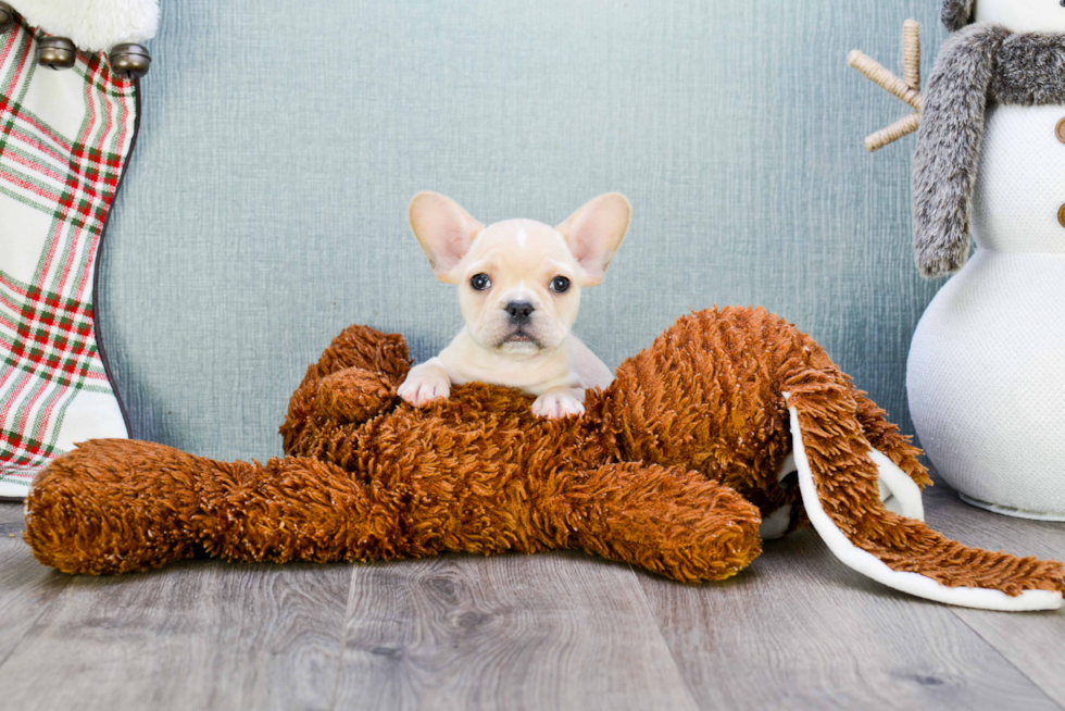 French Bulldog Pup Being Cute