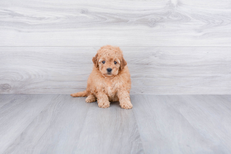 Mini Goldendoodle Puppy for Adoption