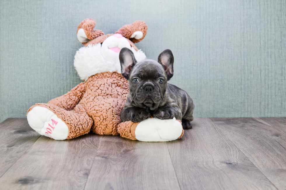 Popular French Bulldog Purebred Pup