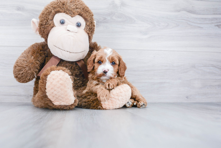 Adorable Cavoodle Poodle Mix Puppy