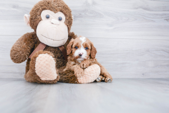 Adorable Cavoodle Poodle Mix Puppy