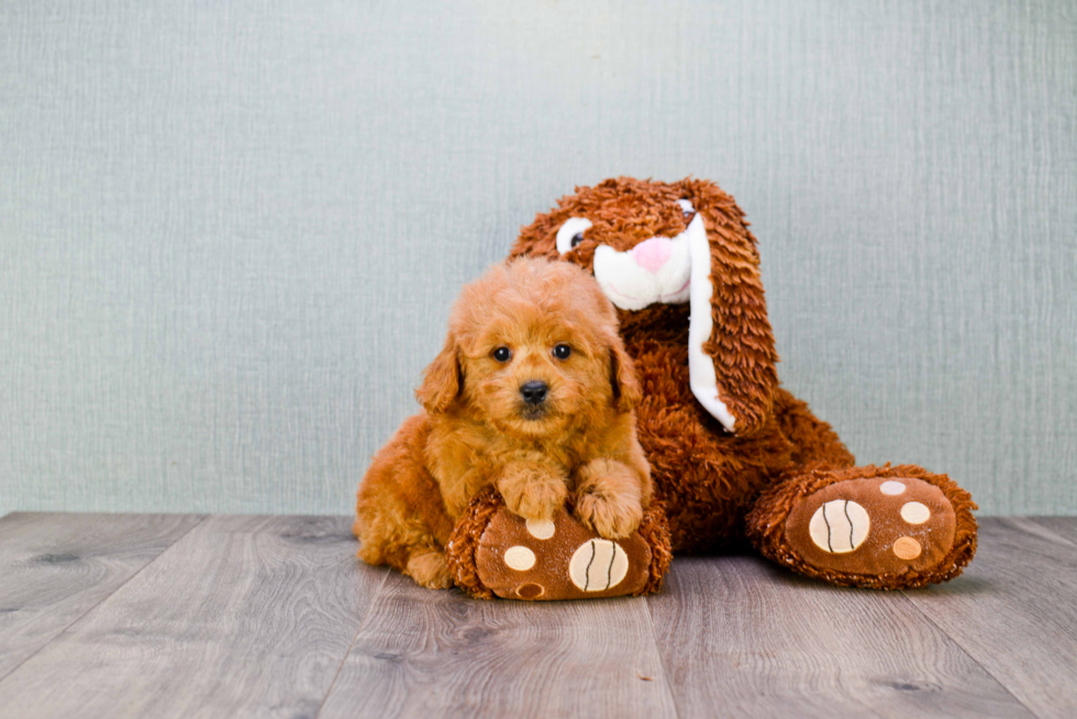 Mini Goldendoodle Puppy for Adoption