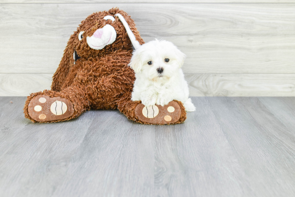 Adorable Maltese Purebred Puppy