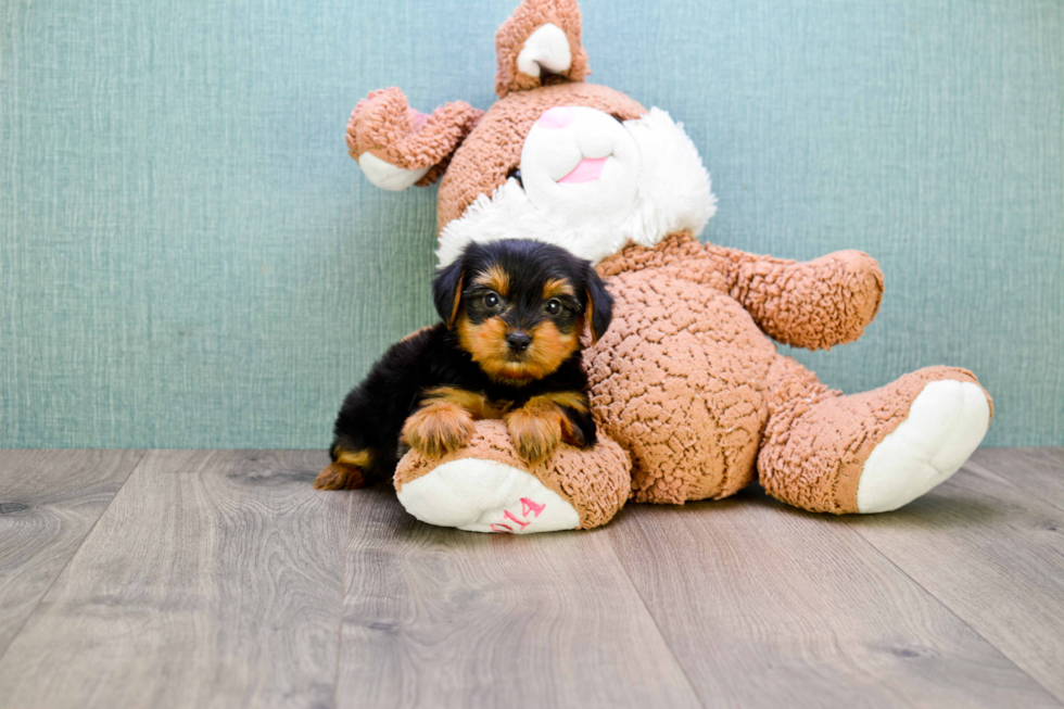 Meet Timmy - our Yorkshire Terrier Puppy Photo 