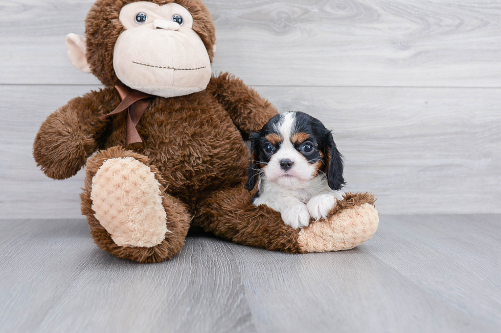 Cavalier King Charles Spaniel Puppy for Adoption