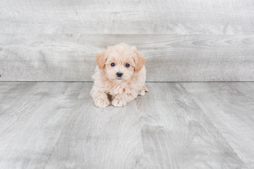 Maltipoo Pup Being Cute