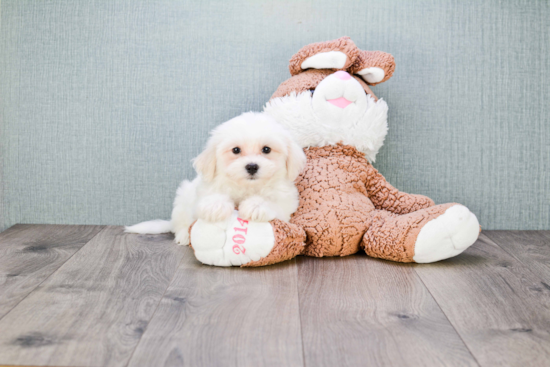 Petite Teddy Bear Designer Pup