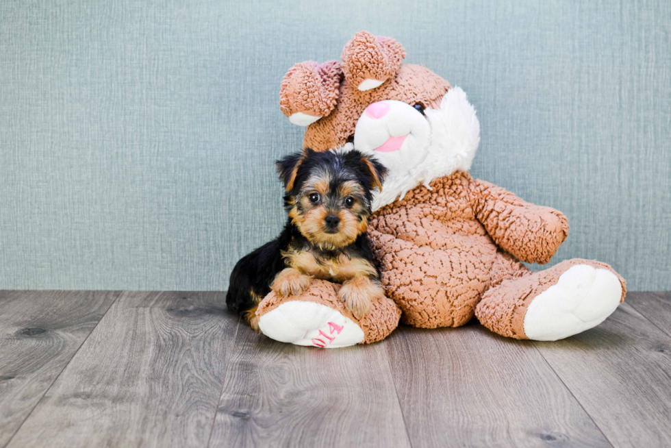 Meet Izzie - our Yorkshire Terrier Puppy Photo 