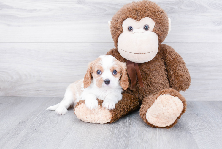 Best Cavalier King Charles Spaniel Baby
