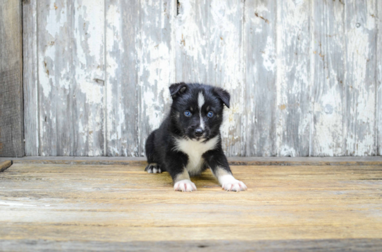 Best Pomsky Baby