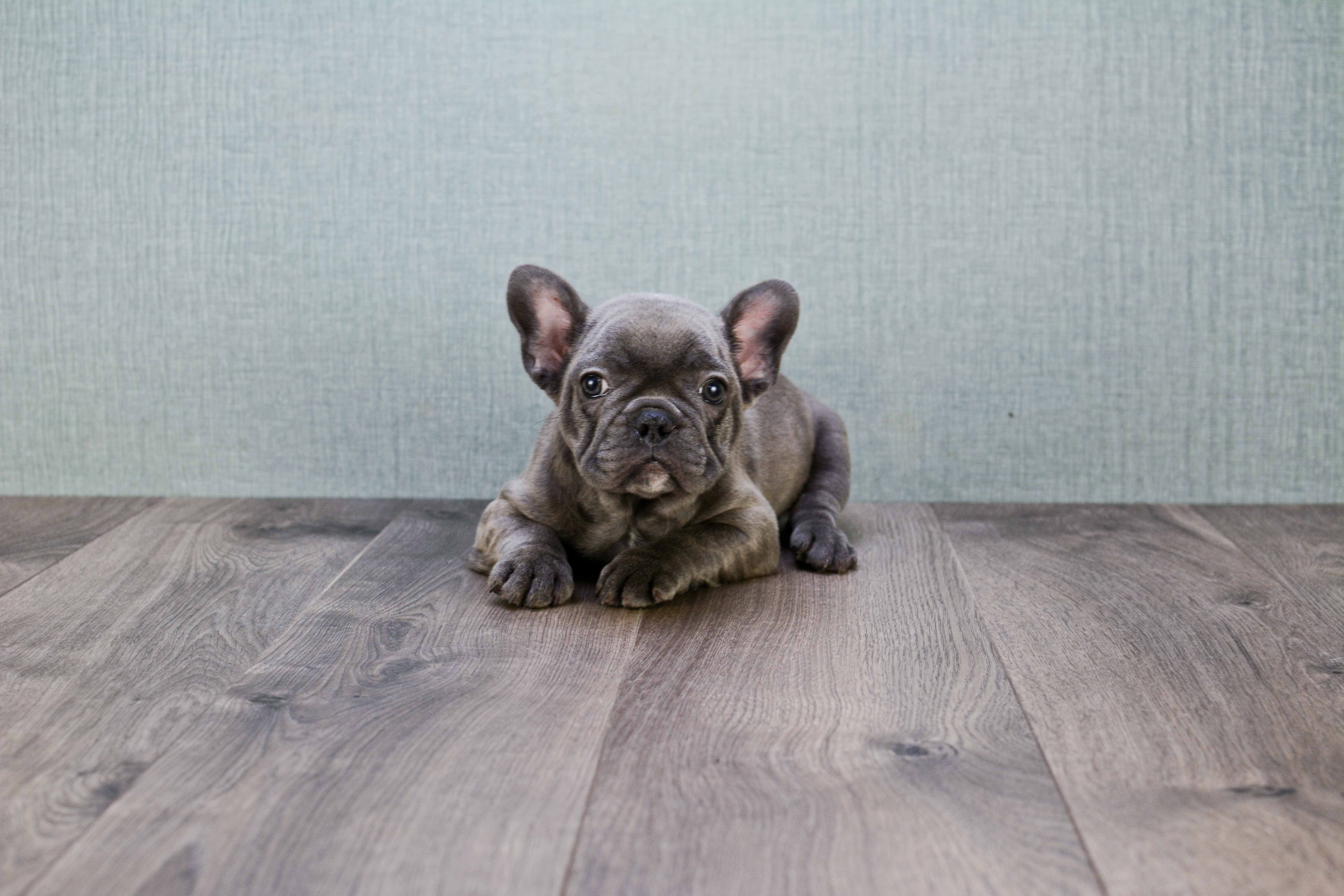 Best French Bulldog Baby
