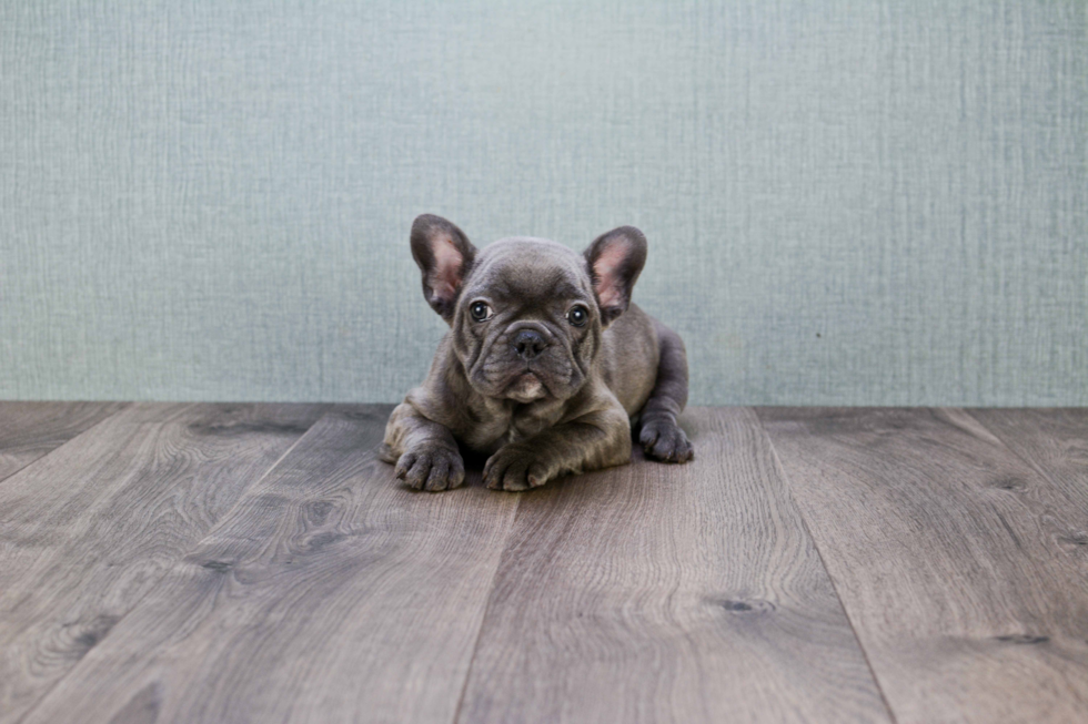 Best French Bulldog Baby