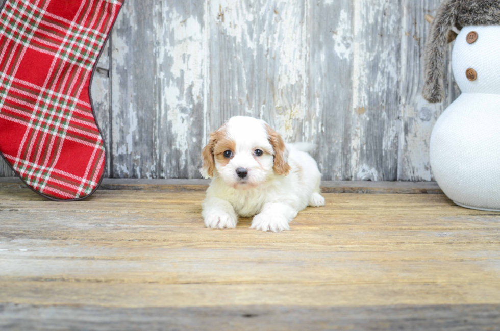 Cavapoo Puppy for Adoption