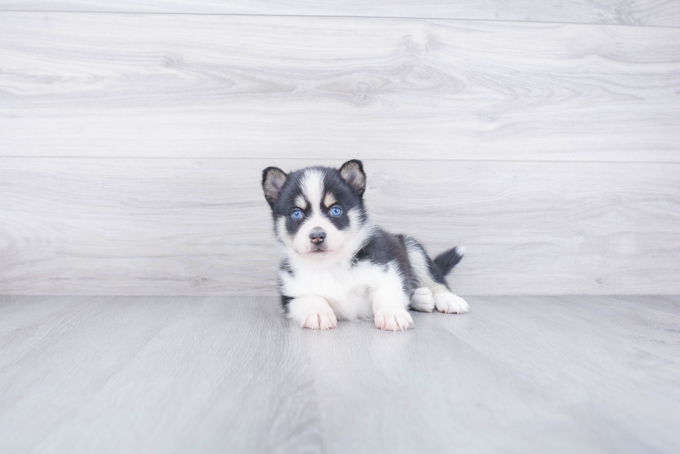 Fluffy Pomsky Designer Pup