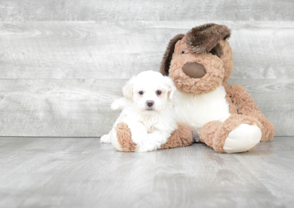 Teddy Bear Puppy for Adoption