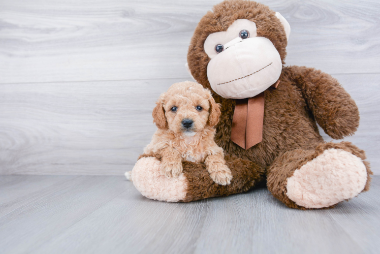 Mini Goldendoodle Puppy for Adoption