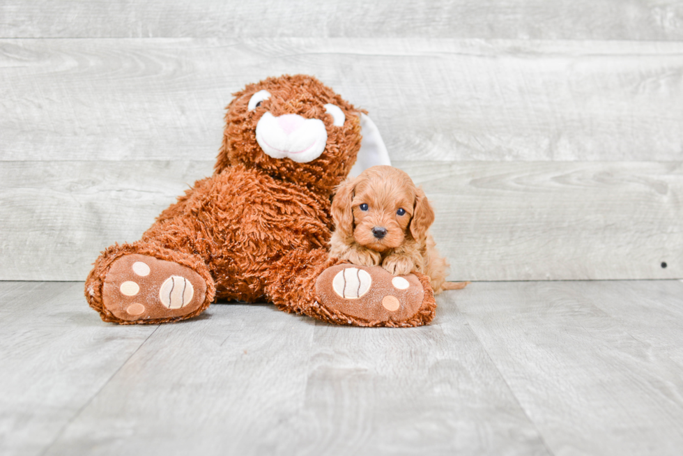 Energetic Cavoodle Poodle Mix Puppy