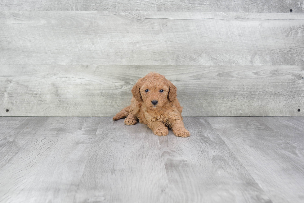 Cavapoo Pup Being Cute